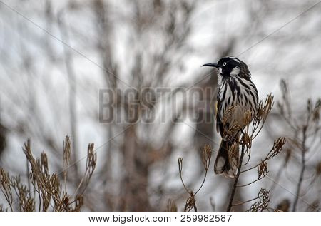 Australian Native New Holland Honeyeater, Phylidonyris Novaehollandiae, Family Meliphagidae, In Wood