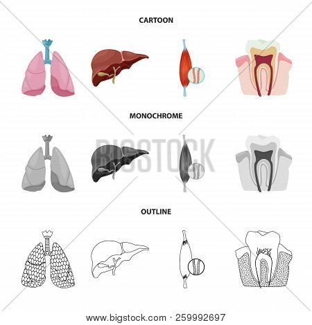 Vector Illustration Of Body And Human Symbol. Set Of Body And Medical Stock Vector Illustration.