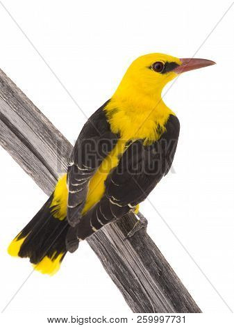 Eurasian Golden Oriole (oriolus Oriolus)