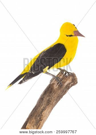 Eurasian Golden Oriole (oriolus Oriolus)