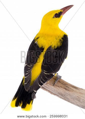 Eurasian Golden Oriole (oriolus Oriolus)