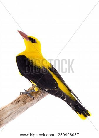 Eurasian Golden Oriole (oriolus Oriolus)