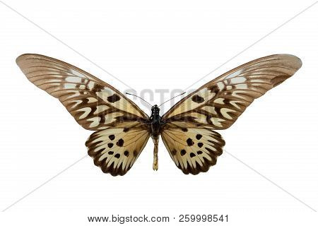 Butterfly Druryeia Antimachus M Isolated On White Background