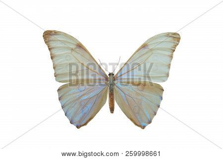 Butterfly Morpho Aurora Isolated On White Background