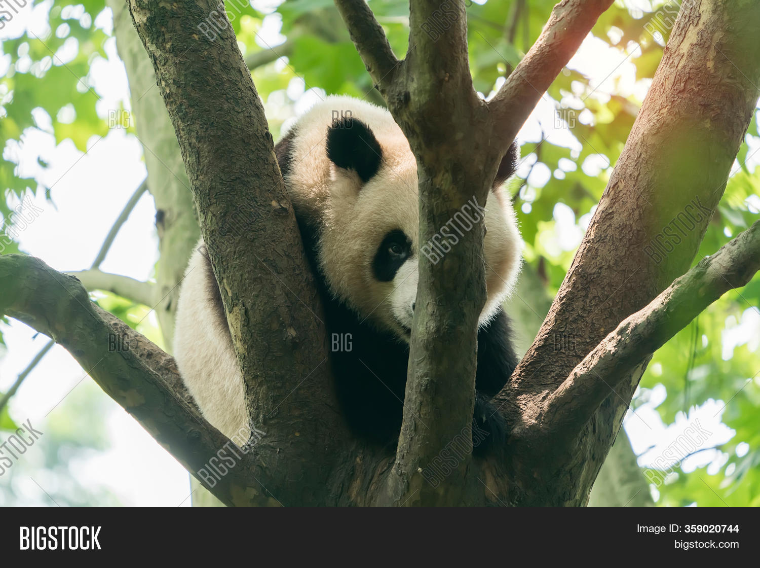 Giant Panda Over Tree Image & Photo (Free Trial) | Bigstock