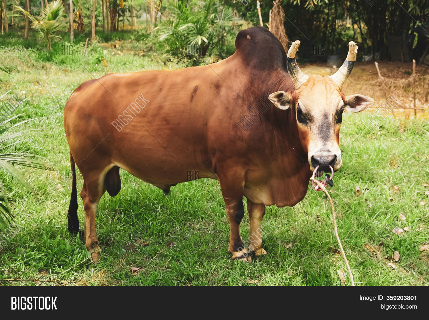 Native Cow Thailand Image & Photo (Free Trial) Bigstock