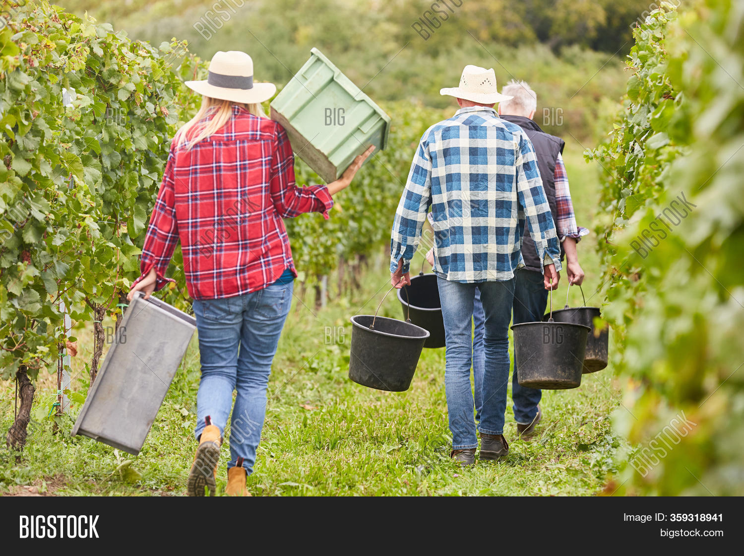 Harvest Workers Image & Photo (Free Trial) Bigstock