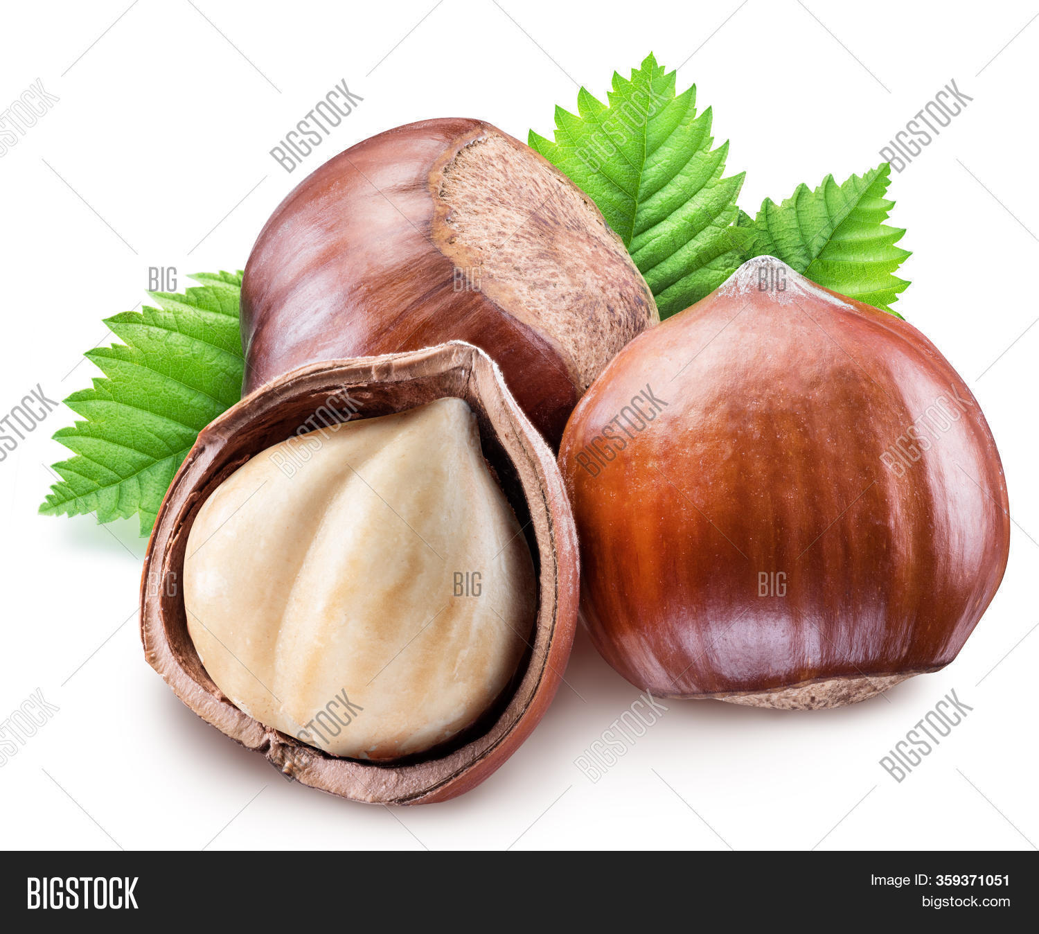 Hazelnuts Shell, Hazel Image & Photo (Free Trial) | Bigstock