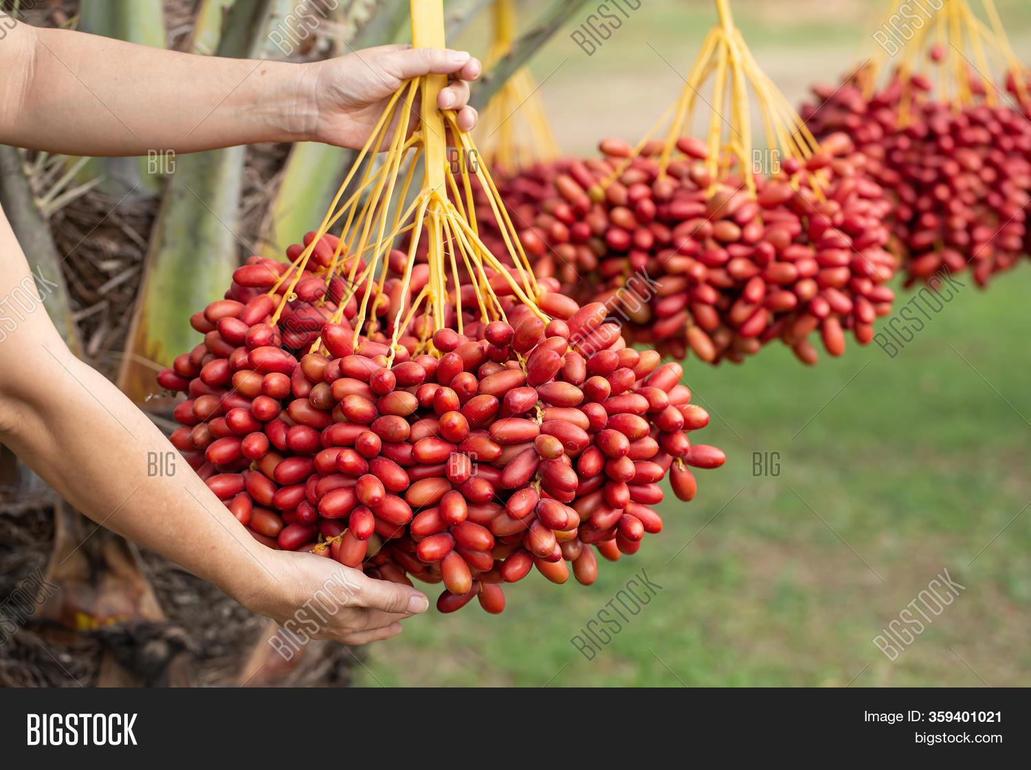 Date Palms Fruits On Image & Photo (Free Trial) Bigstock