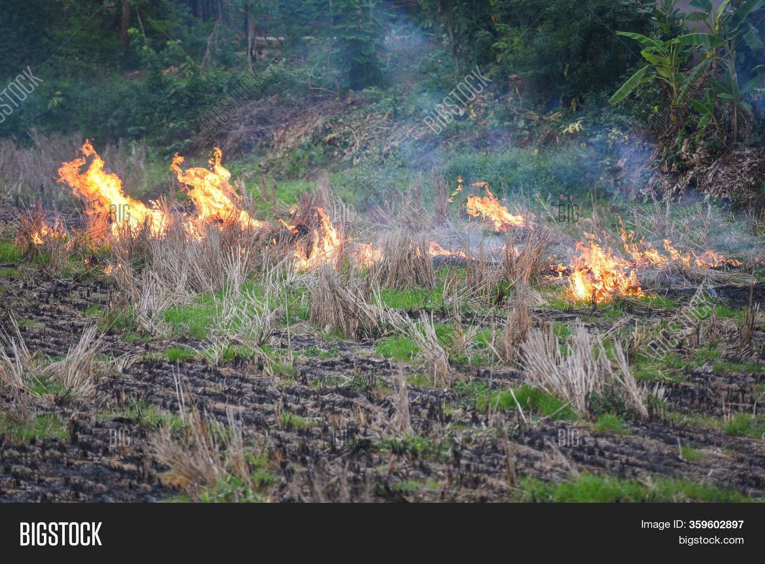 Burn Farm Agriculture Image & Photo (Free Trial) Bigstock