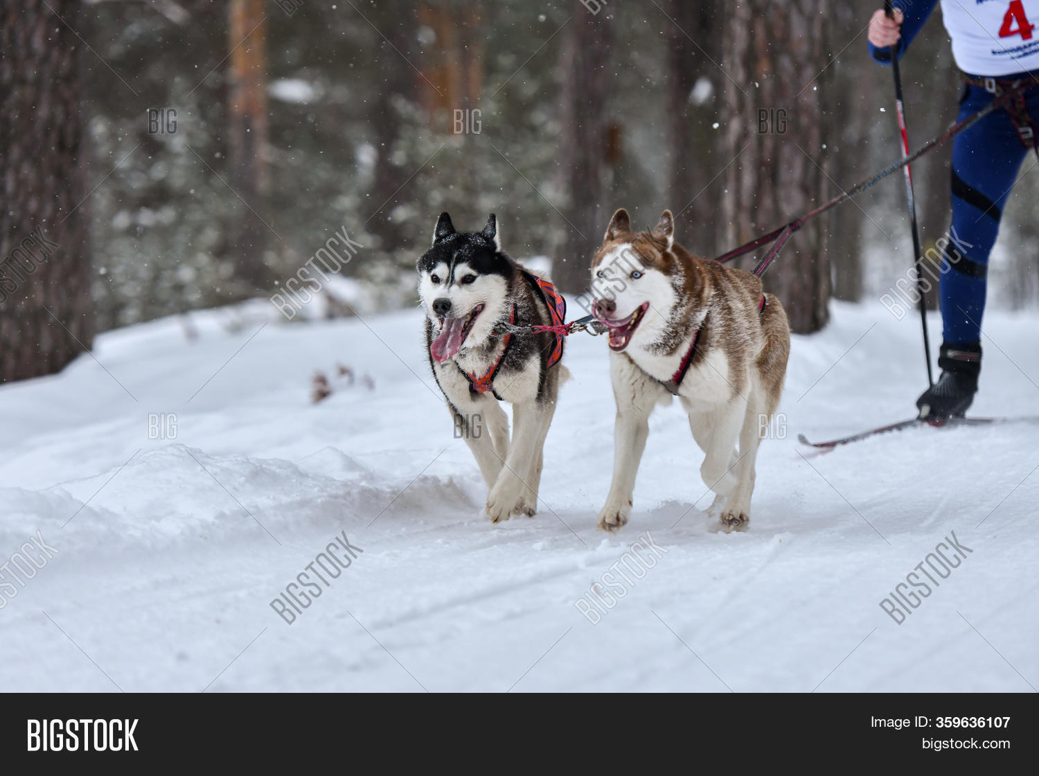 Dog Skijoring. Winter Image & Photo (Free Trial) Bigstock