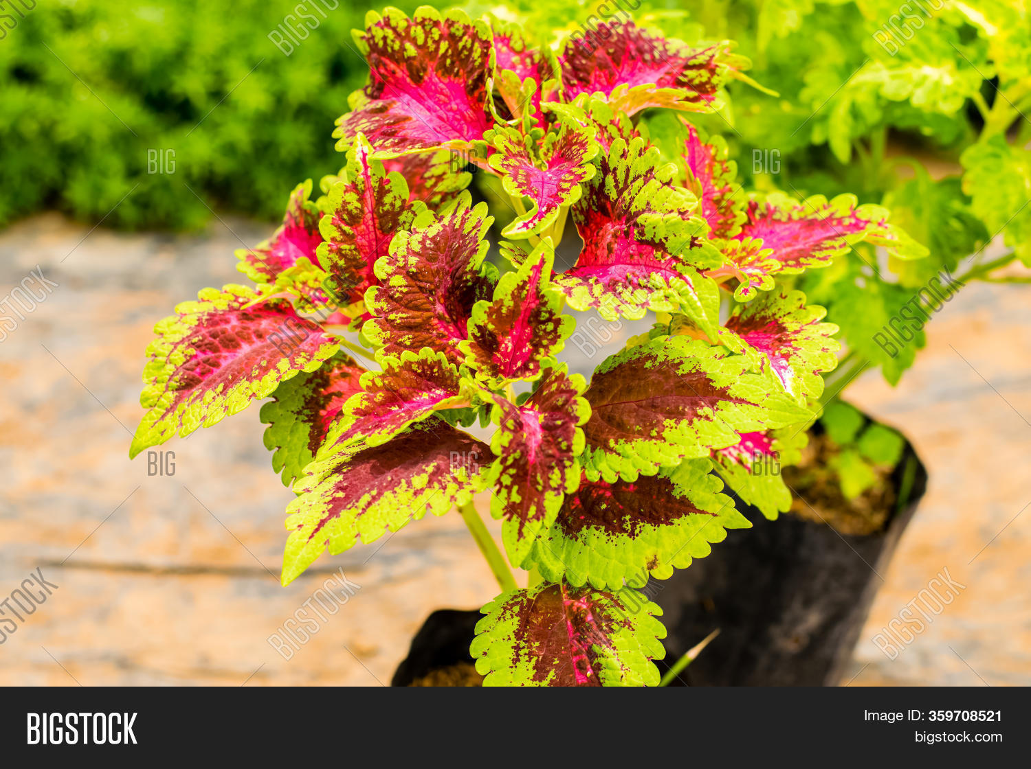 Coleus Painted Nettle Image & Photo (Free Trial) Bigstock