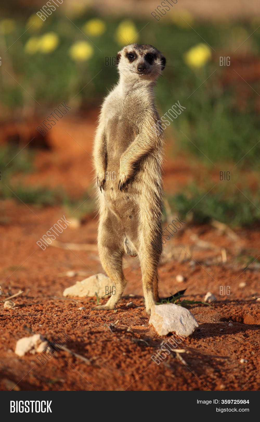 Meerkat Suricate Image Photo Free Trial Bigstock