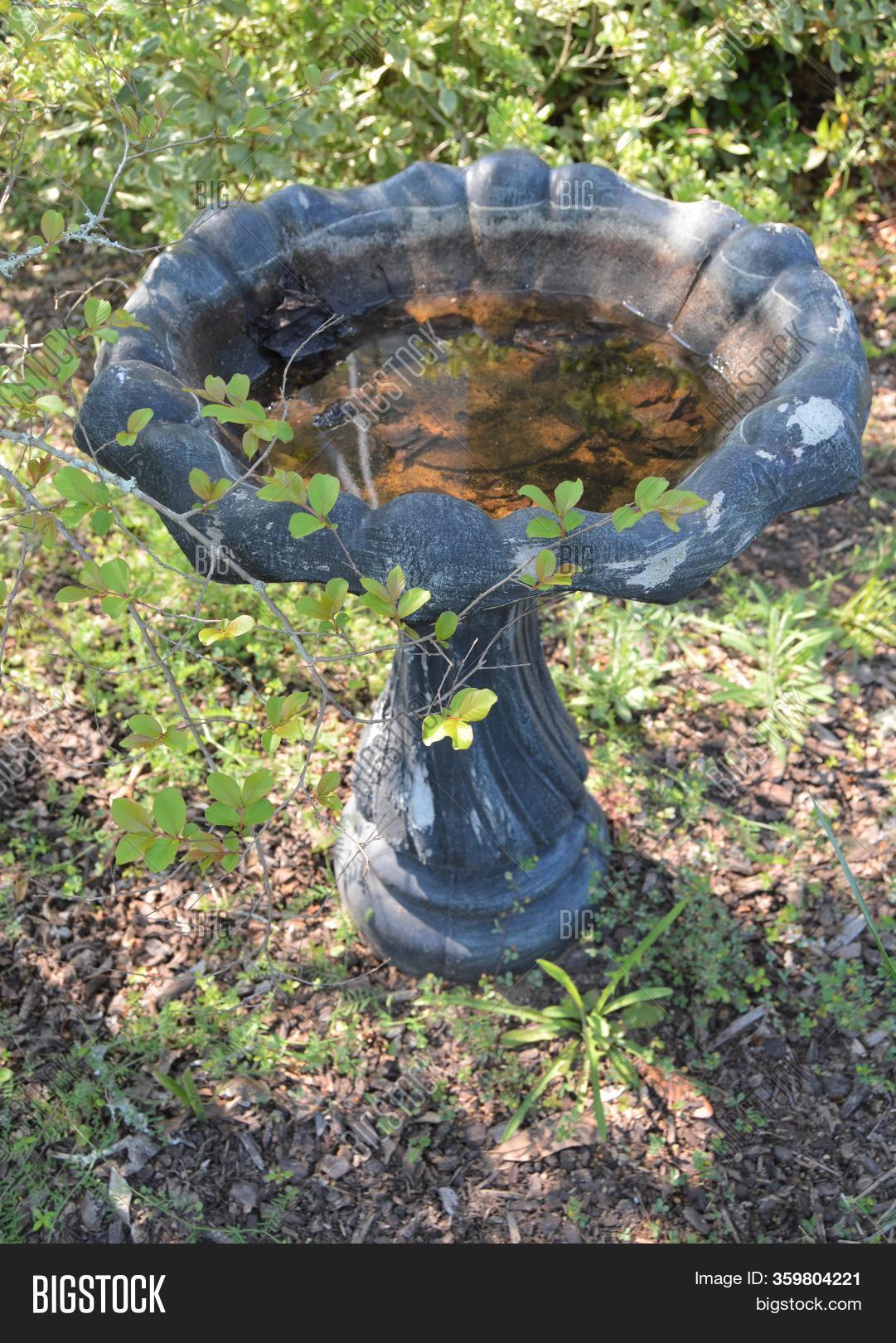 Bird Bath Dirty Water Image & Photo (Free Trial) Bigstock