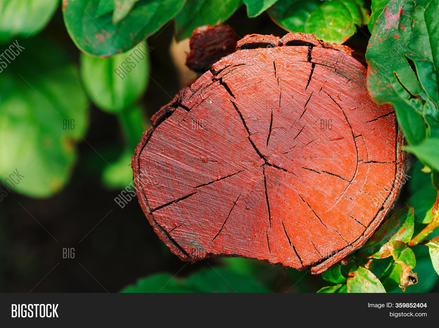 Red Painted Woody Image & Photo (Free Trial) | Bigstock