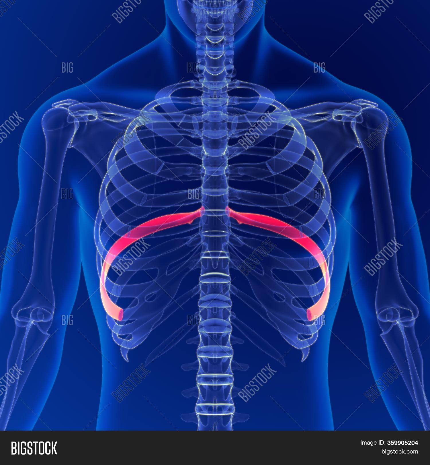 Human Skeleton Anatomy Image & Photo (Free Trial) | Bigstock