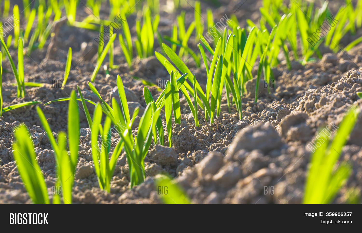 Young Wheat Plants Image & Photo (Free Trial) Bigstock