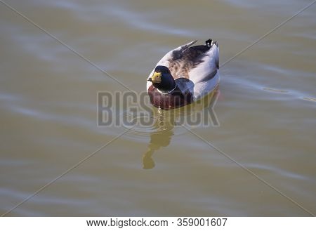 Close Up Mallard, Anas Platyrhynchos, Male Duck Bird Swimming On Lake Water Suface In Sunlight. Sele
