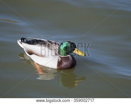Close Up Mallard, Anas Platyrhynchos, Male Duck Bird Swimming On Lake Water Suface In Sunlight. Sele