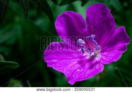 Macrophotography Of Bright Flowers With Water Drops On The Petals In The Green After The Rain. Field