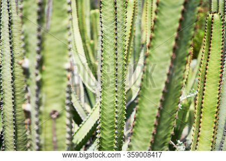 Close up of succulent green cactus at botanical garden