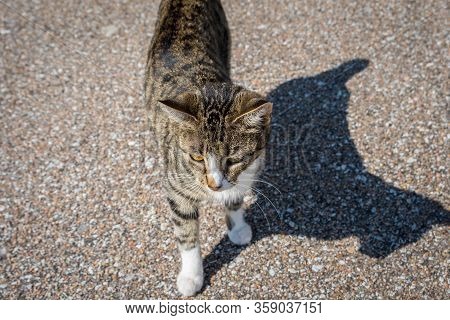 A Stripe Brown Cat In Nebraska, Elks