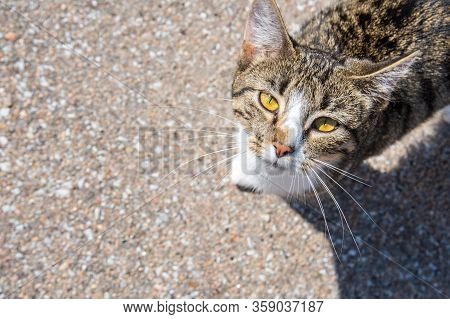 A Stripe Brown Cat In Nebraska, Elks