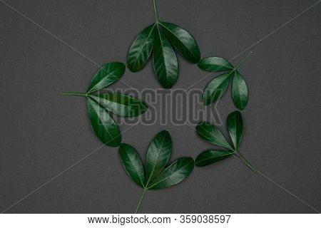 Green Leaves On Black Background. Flat Lay, Top View, Space.