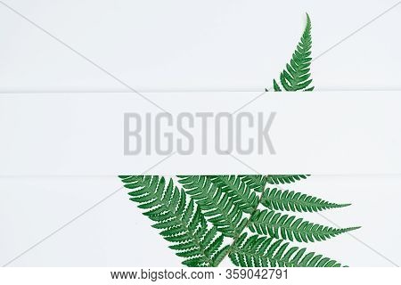 Creative Layout Made Of Papers And Leaves Flat Lay. Minimal Nature Concept.