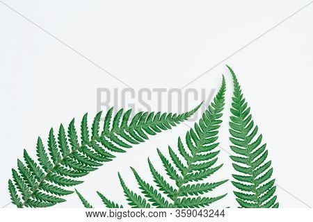 Creative Layout Made Of Papers And Leaves Flat Lay. Minimal Nature Concept.