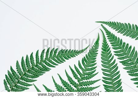 Creative Layout Made Of Papers And Leaves Flat Lay. Minimal Nature Concept.