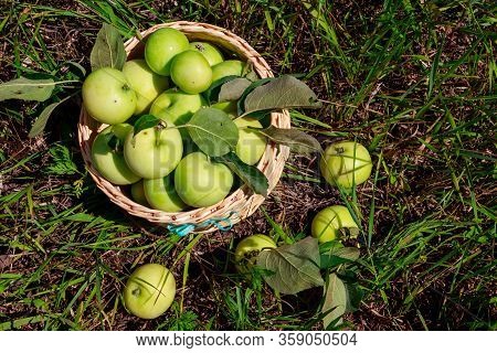 Fresh Ripe Apples In Basket On The Green Grass. Harvesting Concept