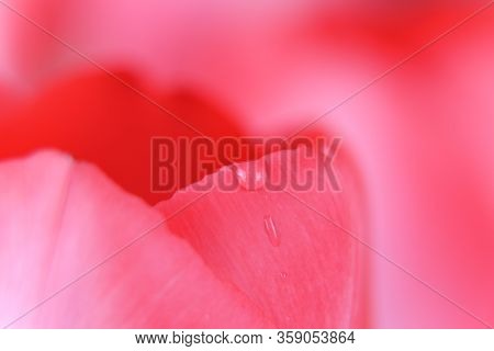 Detail Flower In Bloosom. Closeup Garden. Advertisiment For Romantic Time. Pink Background With Flor
