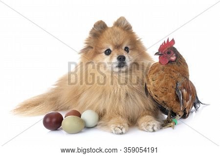 Spitz And Chicken In Front Of White Background