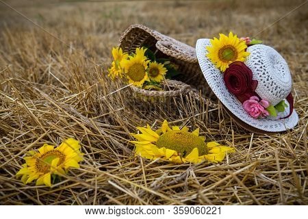 Still Life Of Hats And Baskets With Sunflowers On A Mowed Field