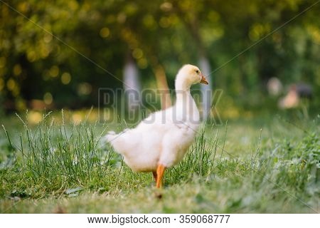 Little Goslings Walking In The Grass Between Daisy Flowers