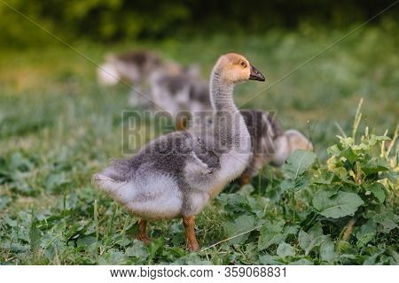 Little Goslings Walking In The Grass Between Daisy Flowers