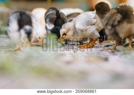 Young Baby Chicks , Factory For The Production Of Eggs And Chickens.