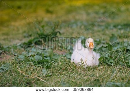 Little Goslings Walking In The Grass Between Daisy Flowers