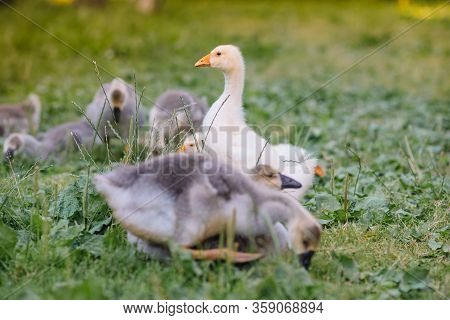 Little Goslings Walking In The Grass Between Daisy Flowers
