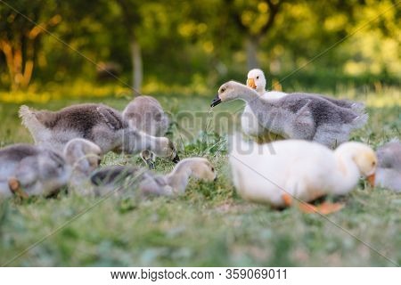 Little Goslings Walking In The Grass Between Daisy Flowers