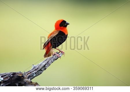 The Southern Red Bishop Or Red Bishop (euplectes Orix) Sitting On The Branch With Green Background. 