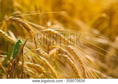 Green Locusts Devouring A Large Barley. Insect Pest. Pest Concept In Agriculture