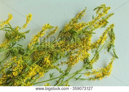 Grass Melilotus Officinalis Yellow Sweet Clover Spring On A Light Colored Background.