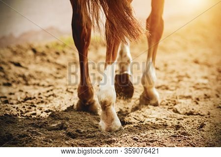 A Horse With Thin, Elegant Legs And Unshod Hooves Walks Slowly On The Sand, Which Is Illuminated By 