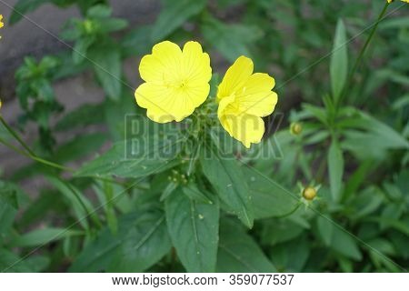2 Bright Yellow Flowers Of Evening Primrose In June