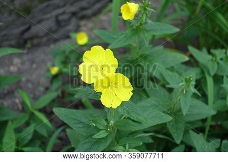 Bright Yellow Flowers Of Evening Primrose In June