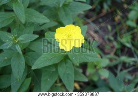One Bright Yellow Flower Of Evening Primrose In June
