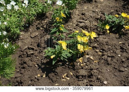 Yellow Flowers Of Evening Primrose In Mid June