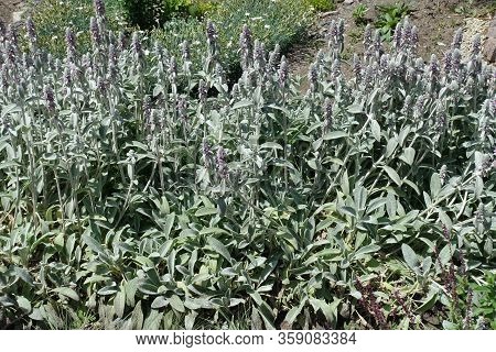 Florescence Of Stachys Byzantina In Early Summer